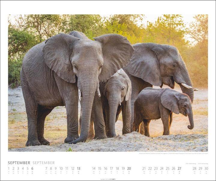 Actual product image Elefanten Kalender 2026 (55 x 46 cm, German)