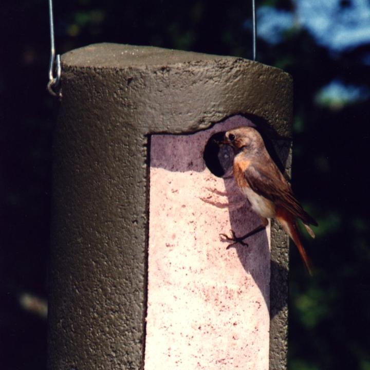 Actual product image Schwegler Nesting hole