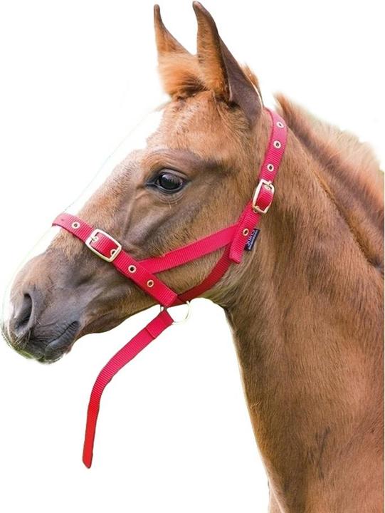 Shires Foal halter slip