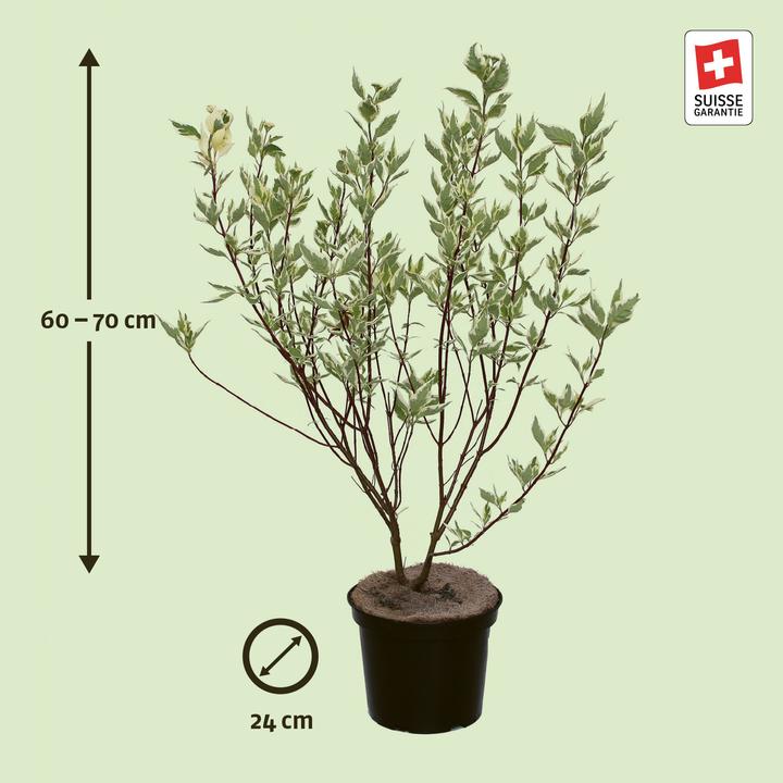 Produktbild Zulauf Tatarischer Hartriegel / Cornus alba 'Elegantissima' (70 cm)
