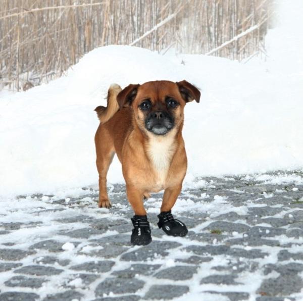 Image du produit Trixie Protection pour pattes Walker Active XS (XS, Chaussures pour chien)