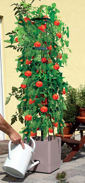 Produktbild Bio Green Tomaten-Pflanzturm Maxitom (25 cm, 25 cm)