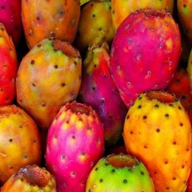 Produktbild Kakteen Gautschi Opuntia essbare Früchte Einzelblatt (40 cm)