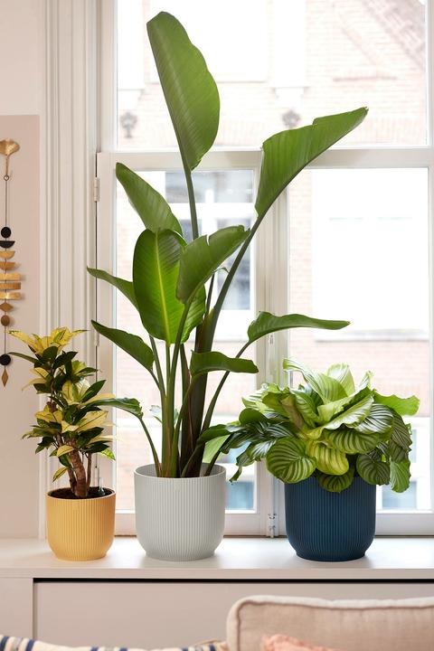 Actual product image Elho Vibes Fold (18 cm)