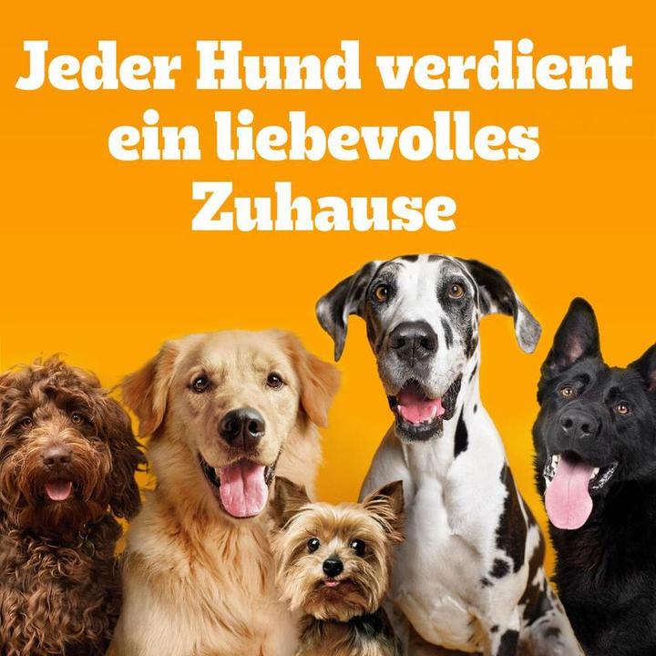 Image du produit Pedigree JUMBONE™ Sachet d'os géants au goût de boeuf et de volaille (Adulte, 12 pcs, 2160 g)