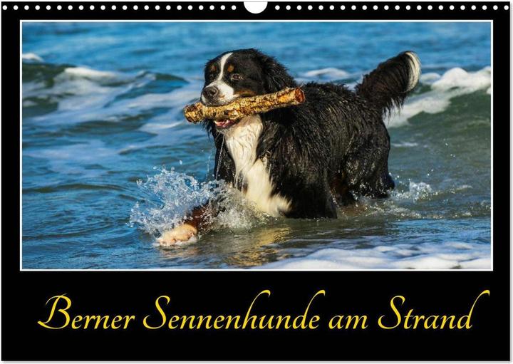 Produktbild Berner Sennenhunde am Strand (Wandkalender 2025 DIN A3 quer), Monatskalender (A3, Deutsch)