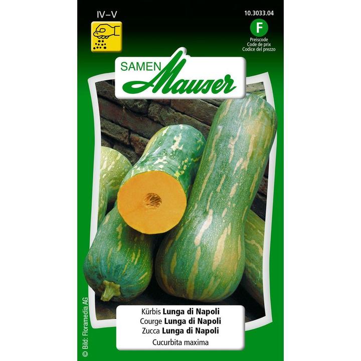 Actual product image Samen Mauser Pumpkin Lunga di Napoli (Vegetable seeds)