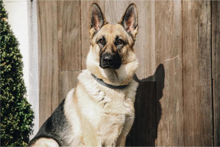 Produktbild Kentucky Dogwear Hundehalsband Nylon geflochten (L, Hund, Allgemein)