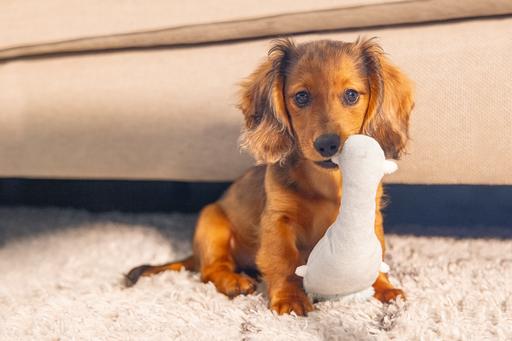 Immagine prodotto Beeztees Giocattolo per cani Flatino cucciolo (Peluche)