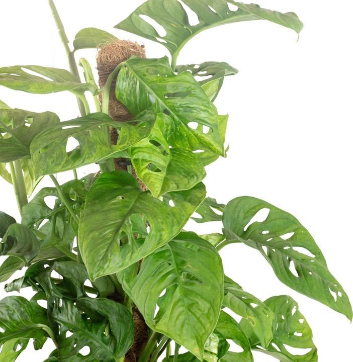 Immagine prodotto Flowerbox Foglia di finestra storta su un bastoncino di muschio - Monstera andansonii "Monkey Leaf (65 cm)