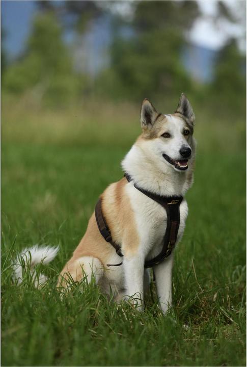 Produktbild Niggeloh Hundeführgeschirr Follow (XL, Hund, Hundesport)