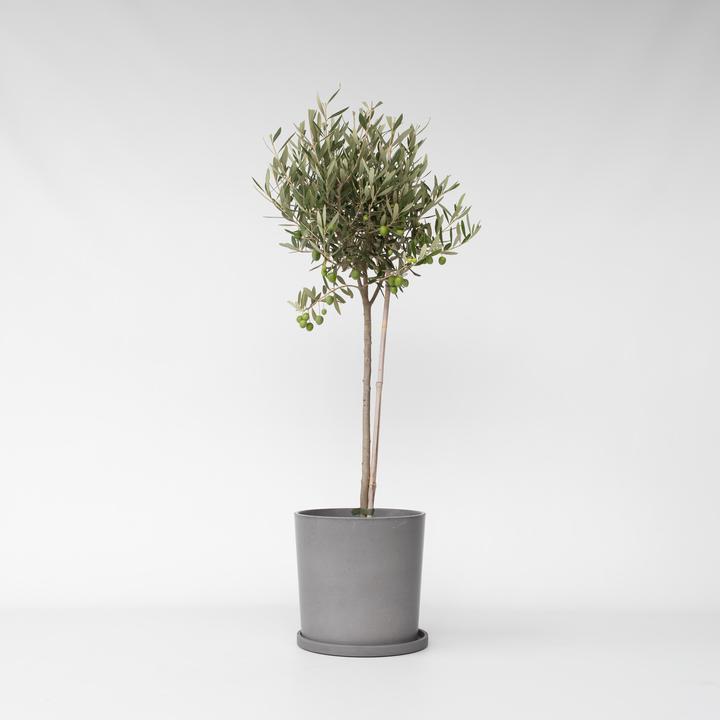 Produktbild Plant in a Box Olea Europaea - Olivenbaum (80 cm)