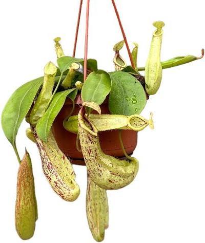 Produktbild Plantlovers Nepenthes x Mojito (Kannenpflanze) (45 cm, Tierfreundlich)