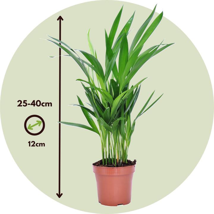 Actual product image Plant in a Box Areca, Asplenium, Clusia, Philodendron, Spathiphyllum - 5 Mix Air Purifying Plants (25 cm)