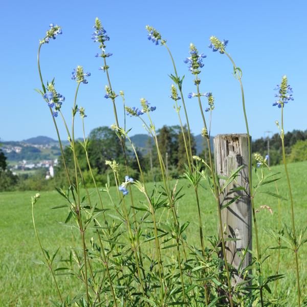 Image du produit Säntispracht La sauge poivrée bleu azur - Salvia uliginosa 'Ballon Azur (110 cm)