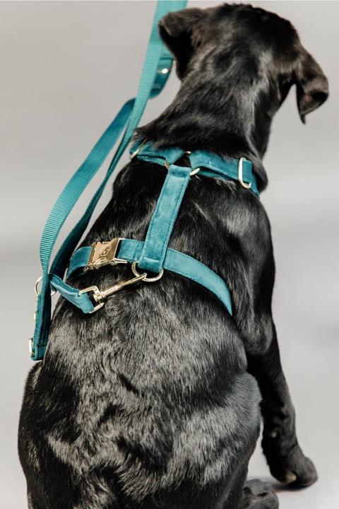 Produktbild Kentucky Dogwear Hundeleine Velvet (L, Hund, Allgemein)