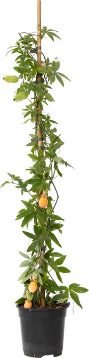 Produktbild Plant in a Box Passiflora caerulea - Passionsblume (110 cm)