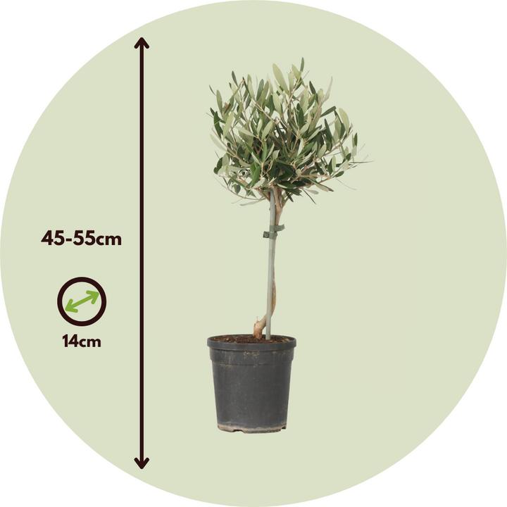 Produktbild Plant in a Box Olea europaea - Olivenbaum (45 cm)