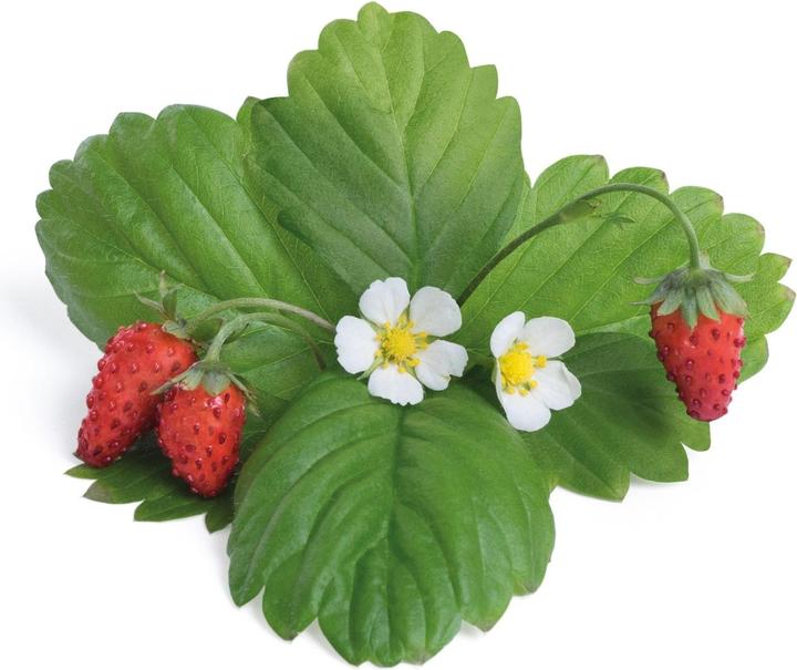 Véritable Lingot Fraise des bois rouge BIO (Graines de fruits)
