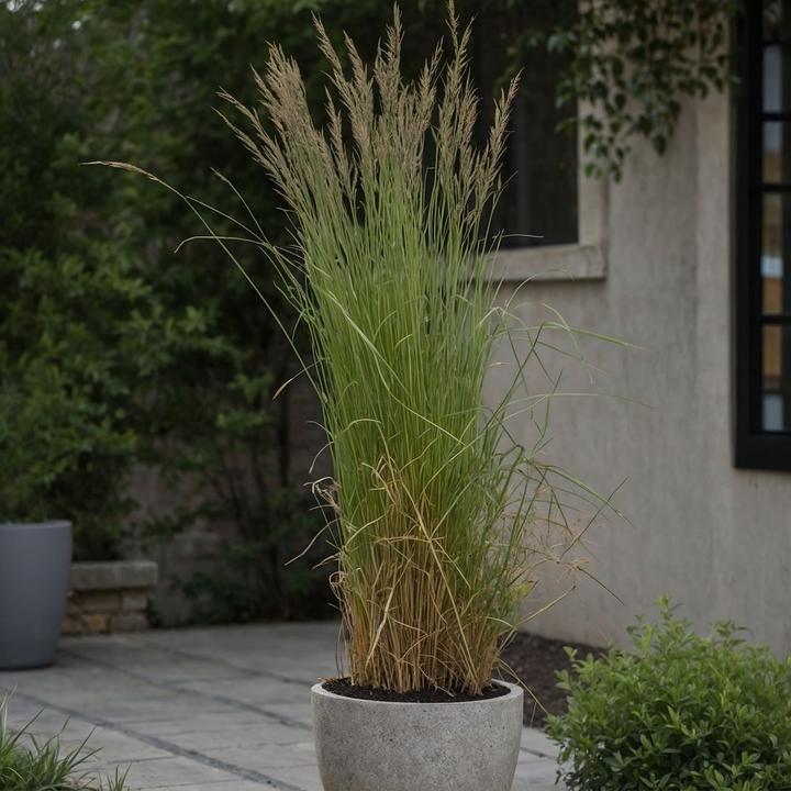 Produktbild Plant in a Box Calamagrostis acutiflora x 'Overdam' - 2er Set Straussgras (20 cm)