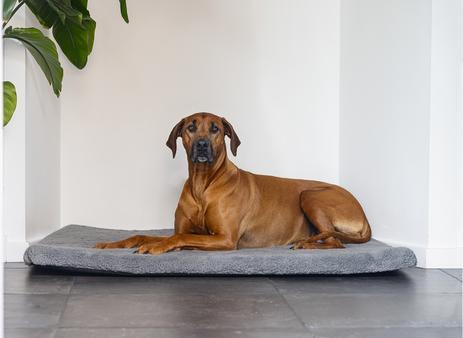 Image du produit Beeztees Ito (Chien)