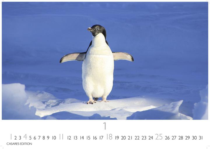 Produktbild Pinguine 2026 S 24x35cm (24 x 35 cm, Deutsch)