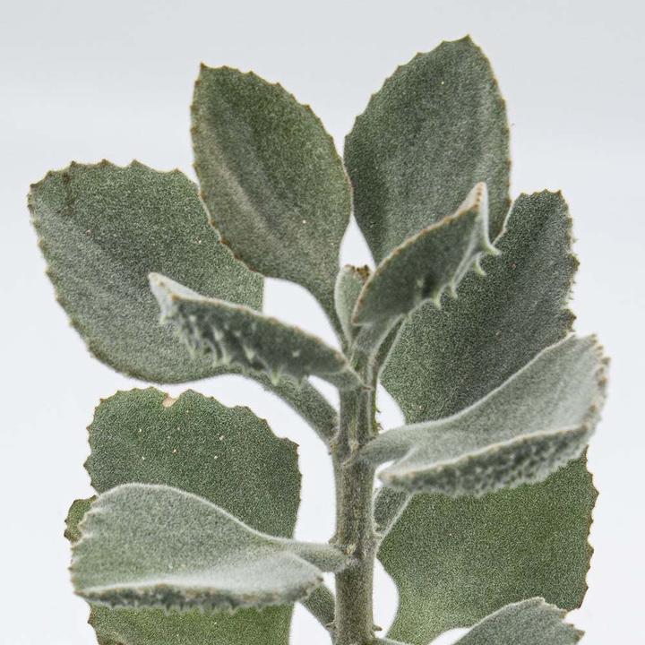 Immagine prodotto Kakteen Gautschi Kalanchoe beharensis (55 cm)