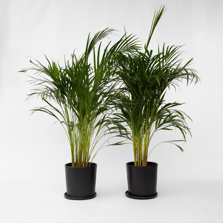 Produktbild Plant in a Box Dypsis Lutescens - 2er Set Areca Goldfruchtpalme (100 cm)