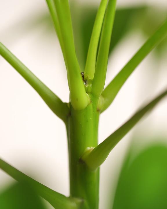 Immagine prodotto feey Schefflera (55 cm, Appena rinvasata)