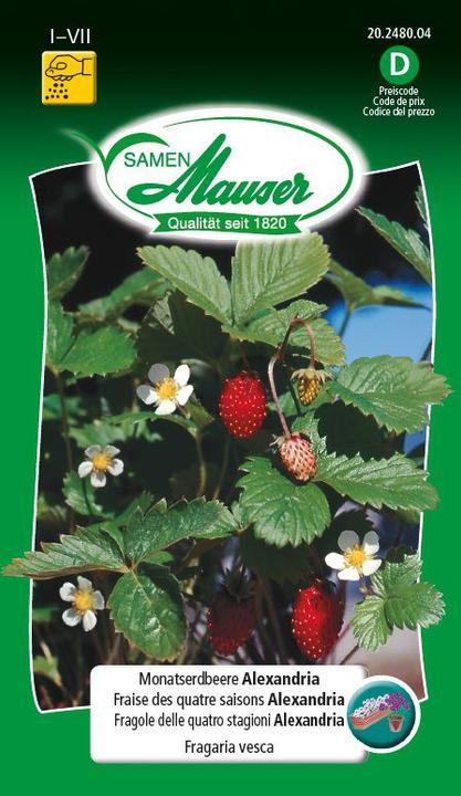 Samen Mauser Monatserdbeere Alexandria (Früchtesamen)