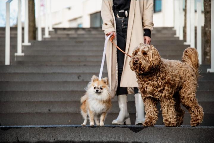 Produktbild Kentucky Dogwear Hundeleine Velvet (L, Hund, Allgemein)
