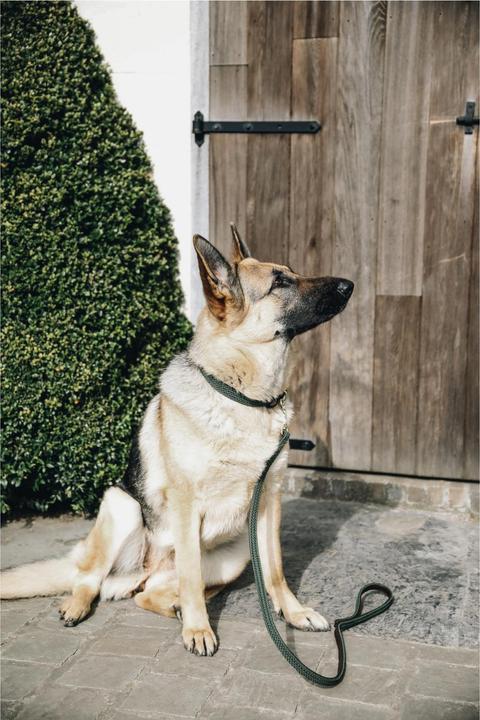 Produktbild Kentucky Dogwear Geknüpfte Nylon Hundeleine (L, Hund)