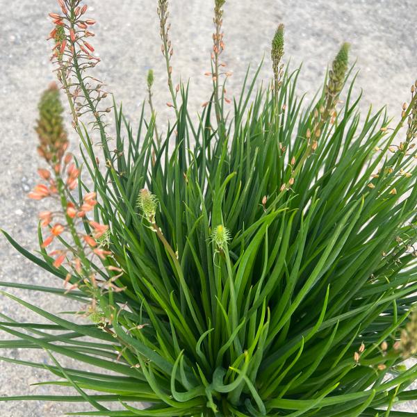 Image du produit Säntispracht La plante à queue de chat succulente - Bulbine frutescens 'Sunset Orange (40 cm)