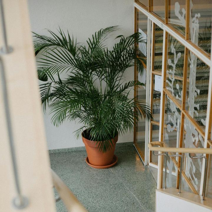 Produktbild Plant in a Box Chamaedorea elegans - Bergpalme (80 cm)