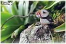Actual product image Eugy 3D craft kit puffin(MQ6)