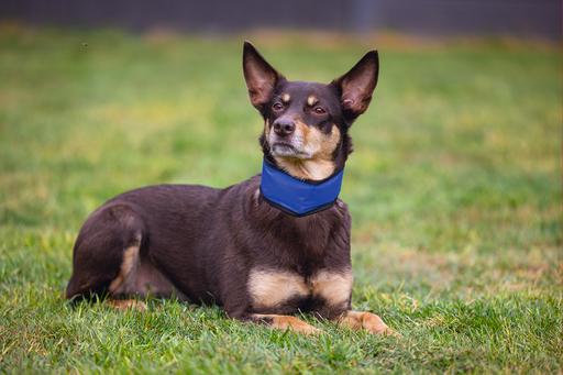 Actual product image Beeztees Bz Quick Cooler Halsb Izi Bla (M, Dog, General)