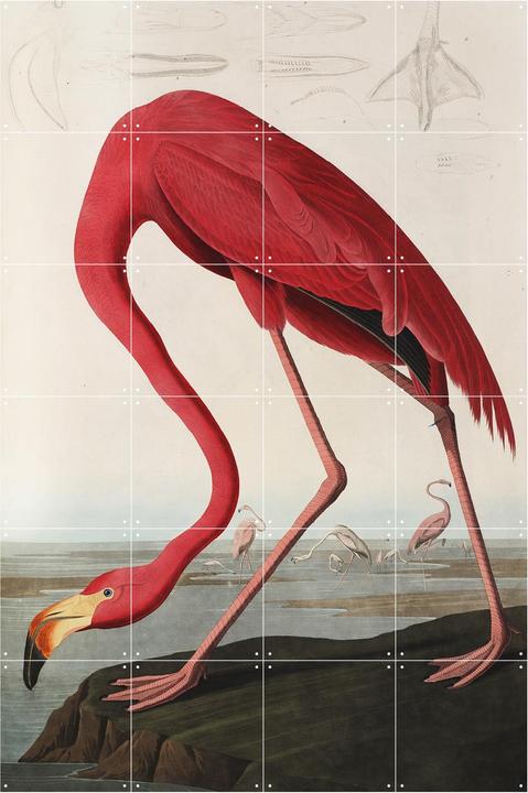Ixxi Fenicottero Audubon (80 x 120 cm)