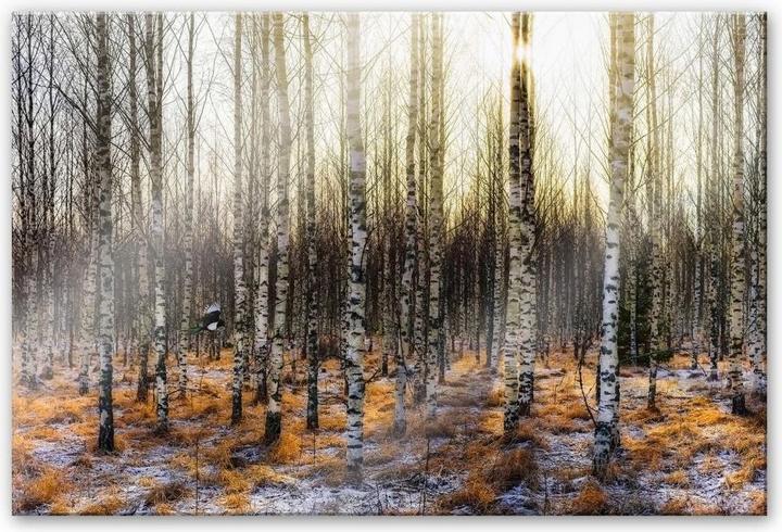 Produktbild Trenddeko Sonnenschein im Birkenwald (100 x 70 cm)