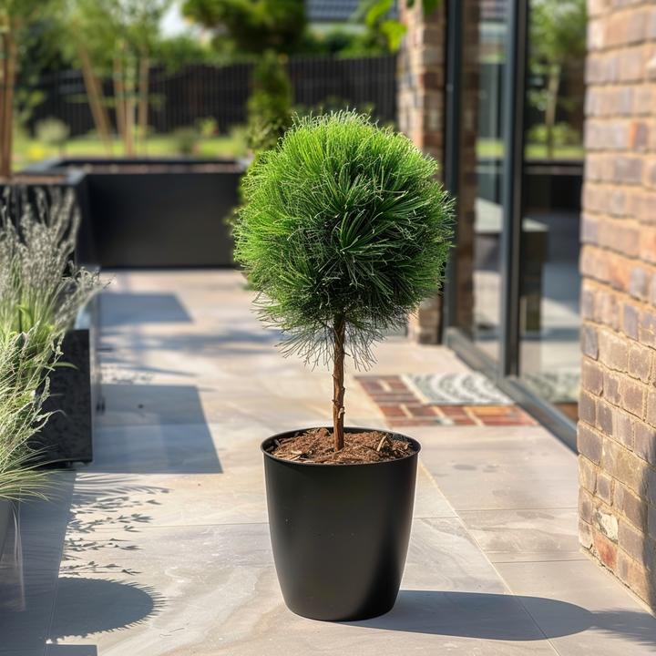 Produktbild Plant in a Box Pinus Summer Breeze - Zwergkiefer (70 cm)