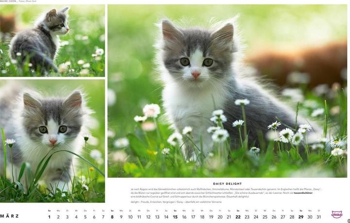 Produktbild Whiskas Katzenkalender 2026 (45 x 30 cm, Harter Einband, Deutsch)