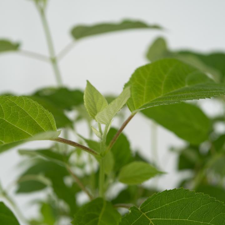 Produktbild Plant in a Box Hydrangea Strong Annabelle - 3er Set Hortensien (30 cm)