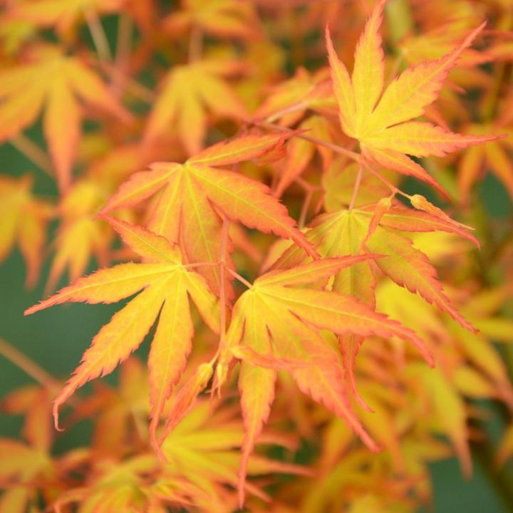 Image du produit Plant in a Box Acer palmatum 'Orange Dream' - Érable à feuilles d'or (25 cm)