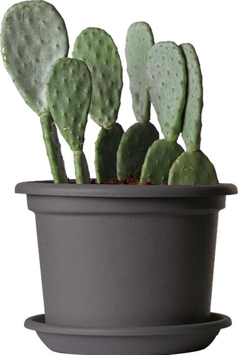 Productafbeelding Euro3plast Plantenbak (20 cm)