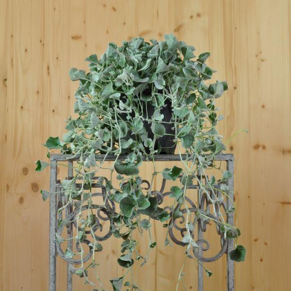 Produktbild Säntispracht 3 er Set, Silberregen - Dichondra Silver Falls (150 cm)
