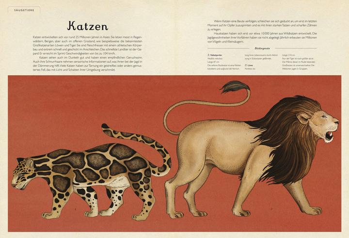 Produktbild Das Museum der Tiere (Deutsch, Katie Scott, Jenny Broom, 2014)
