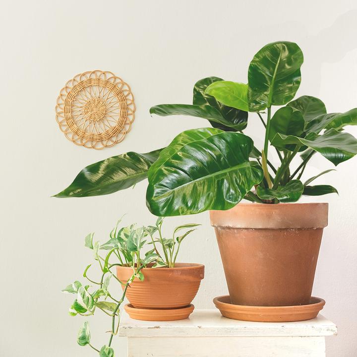 Image du produit VEG and the City Cali (Ami des arbres - Philodendron Imperial Green) (65 cm)