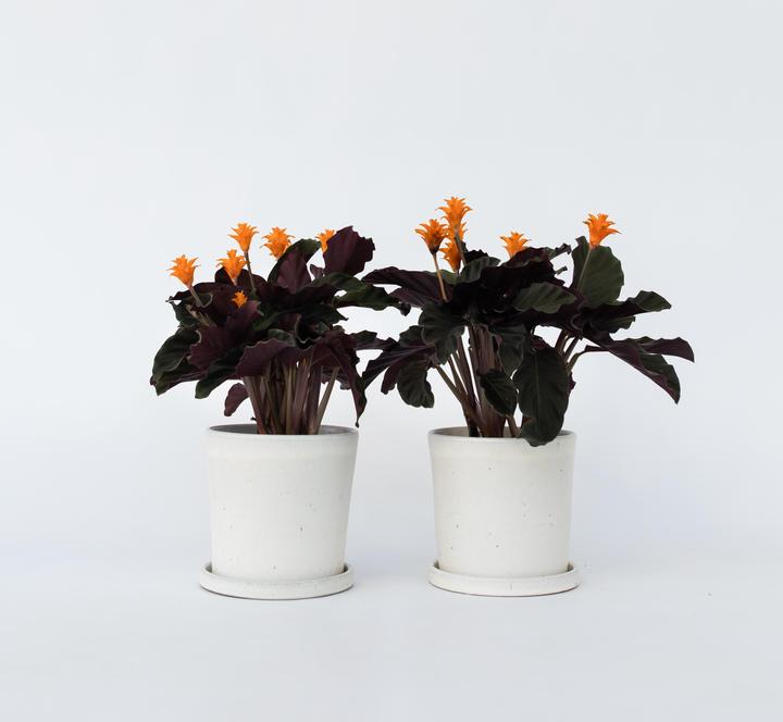 Actual product image Plant in a Box Calathea crocata Tassmania - Set of 2 Crocus Calathea (40 cm)