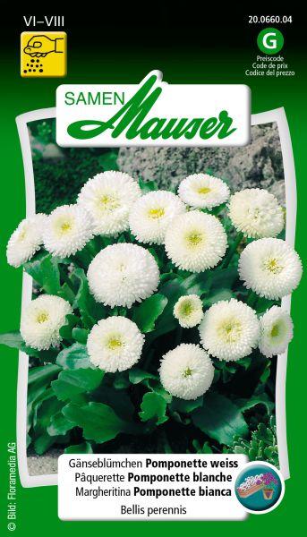 Samen Mauser Pâquerette Pomponette Blanc (Graines de fleurs)