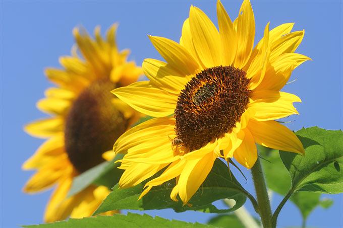 Actual product image Samen Mauser Sunflower Sonja (Plant seeds)