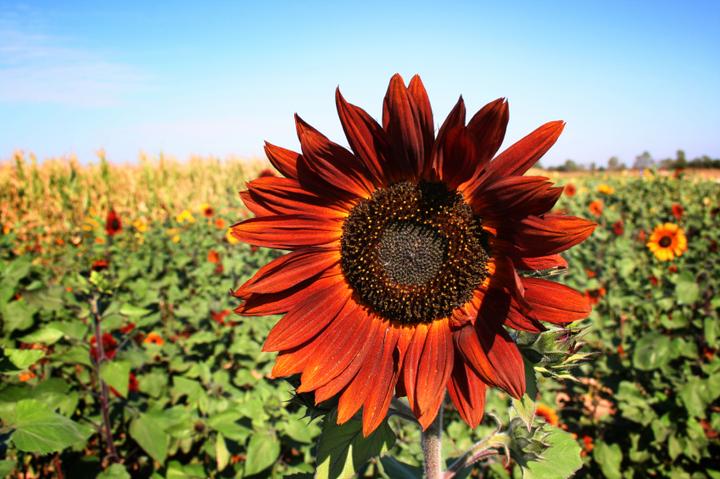 Image du produit Samen Mauser Tournesol Soleil du soir (Graines de plantes)